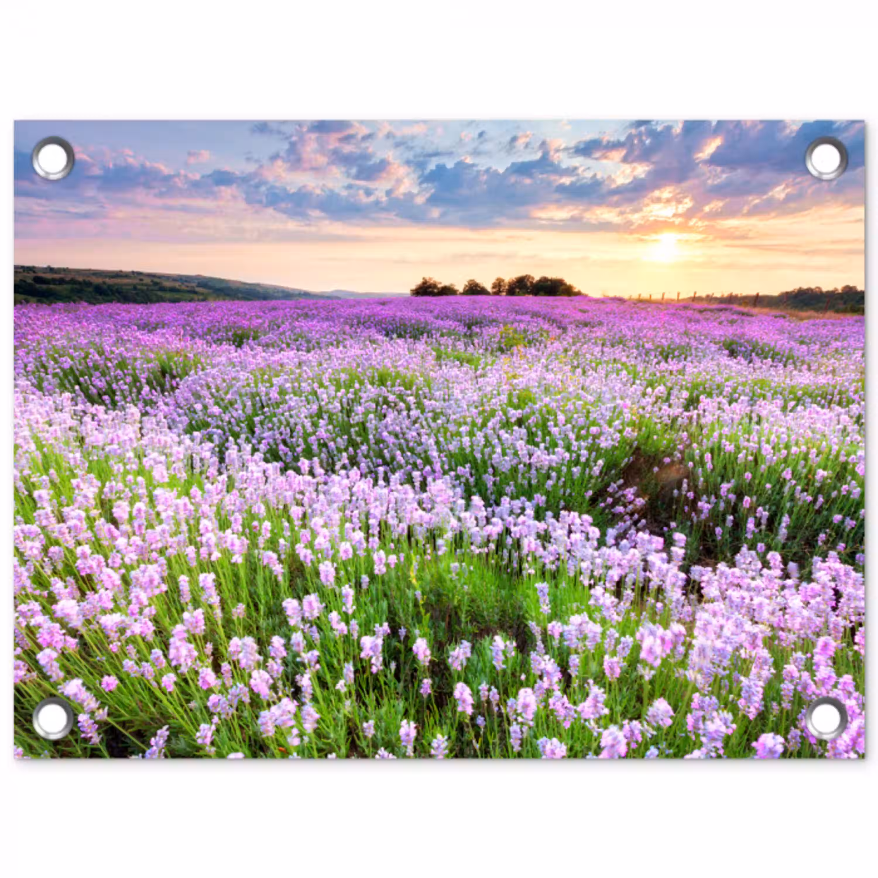 Lavendelvelden bij zonsondergang tuinposter los doek klein -3d