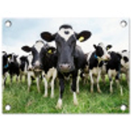 Nieuwsgierige koeien tuinposter los doek klein -3d