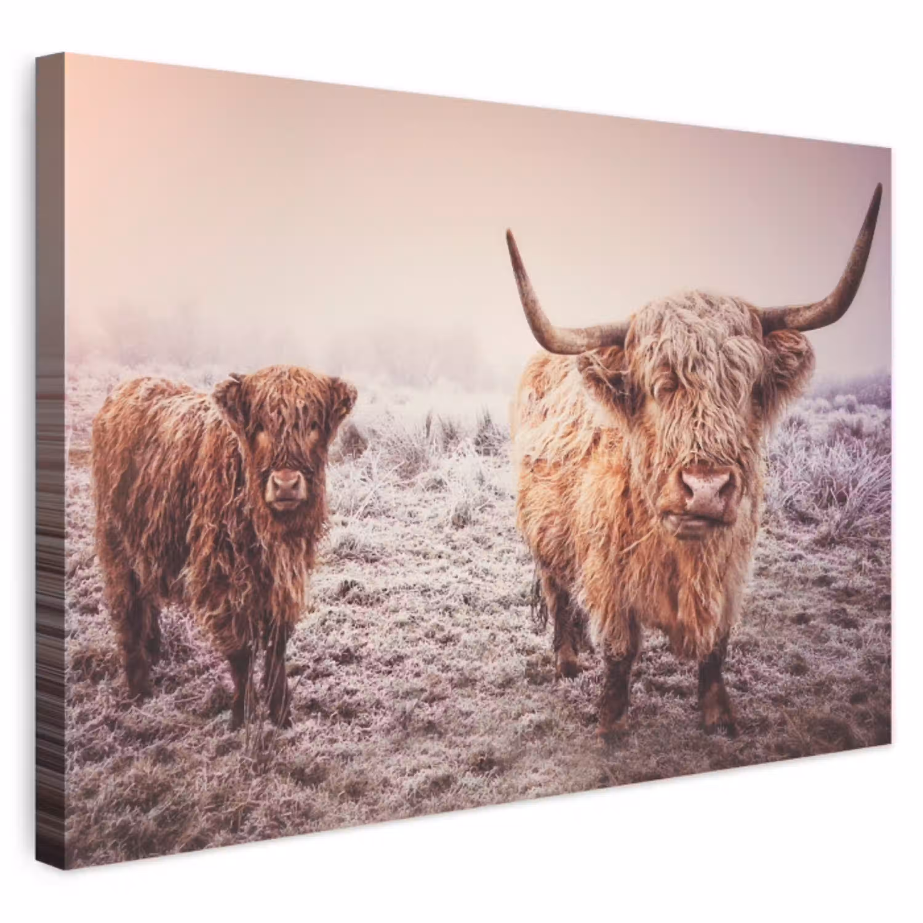Schotse hooglanders - Licht - Lucht - Natuur Tuinposter op houten frame 2 cm dik klein -3d