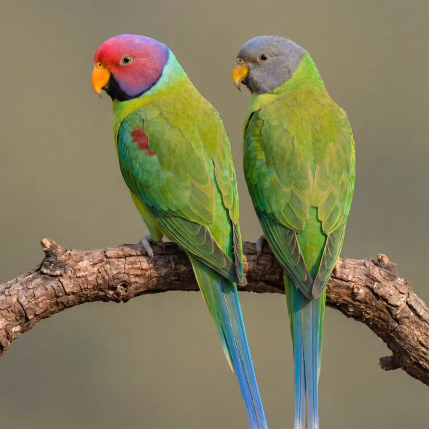 Tapete - Papagei - Zweig - Natur - Farbenfroh