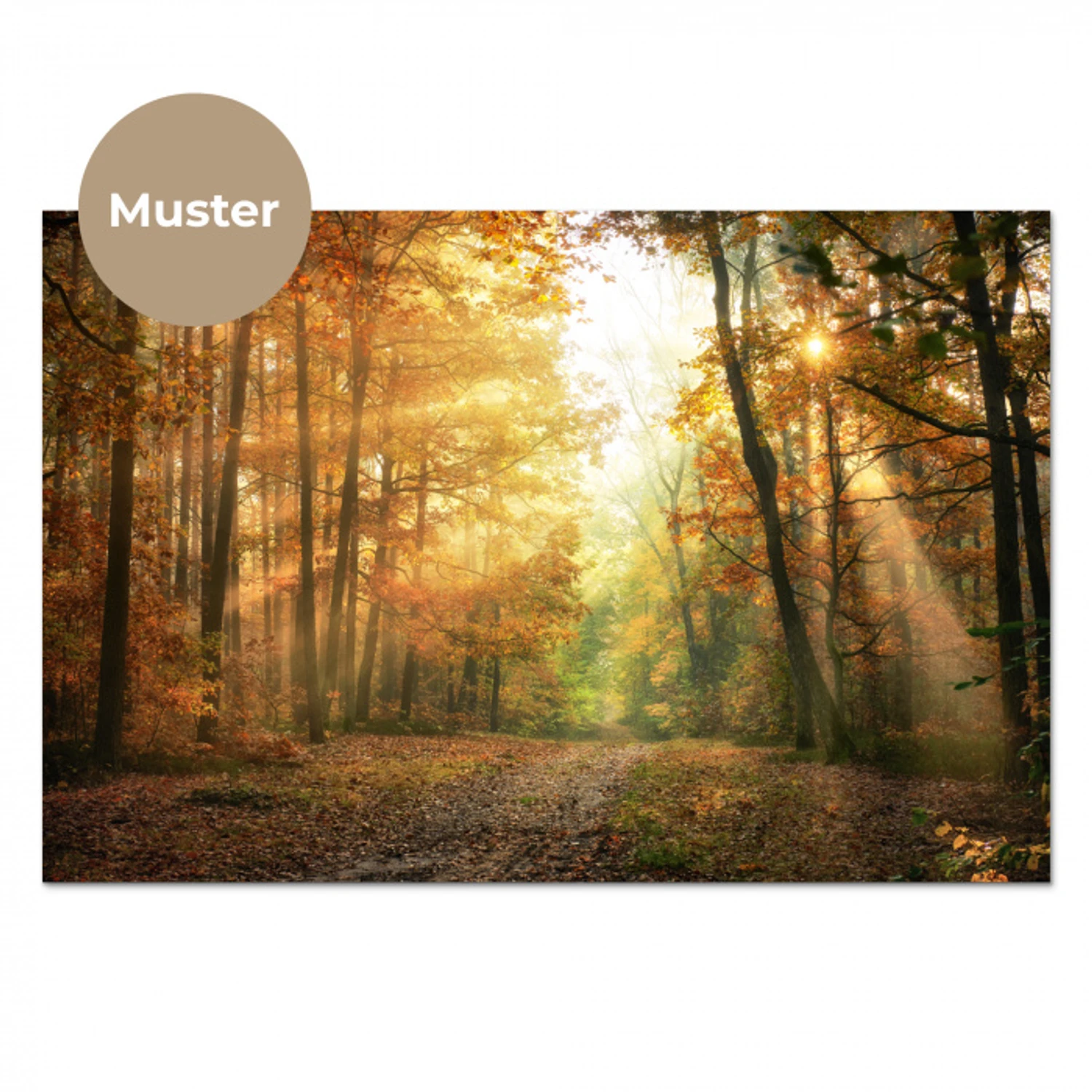Bos - Herfst - Zon - Landschap - Natuur - Bomen - Bladeren keuken achterwand sample klein -3d_DE
