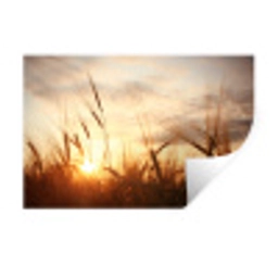 Riet - Gras - Zonsondergang - Natuur - Horizon Muursticker klein -3d
