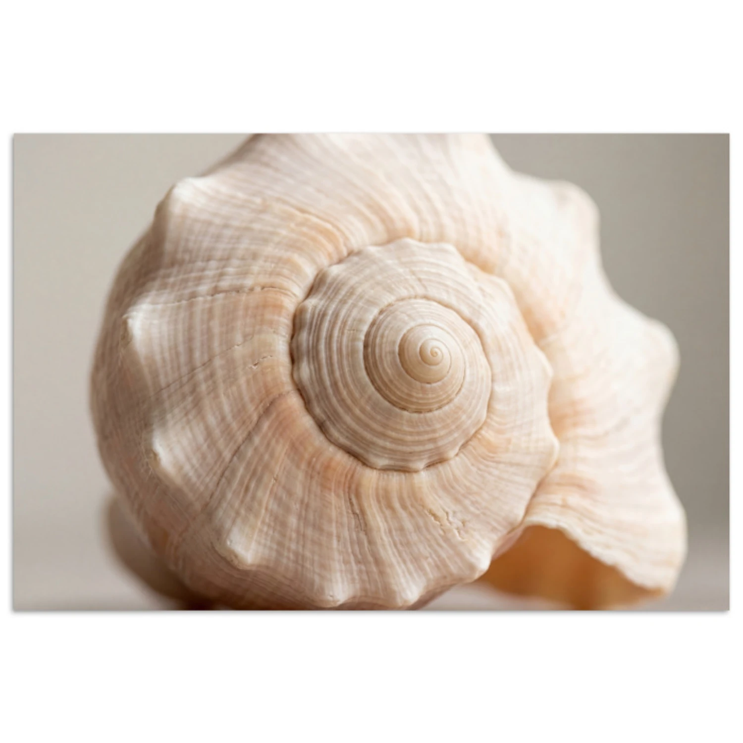 Losse posters - Schelp - Detail - Beige - Bestel nu voordelig op ...
