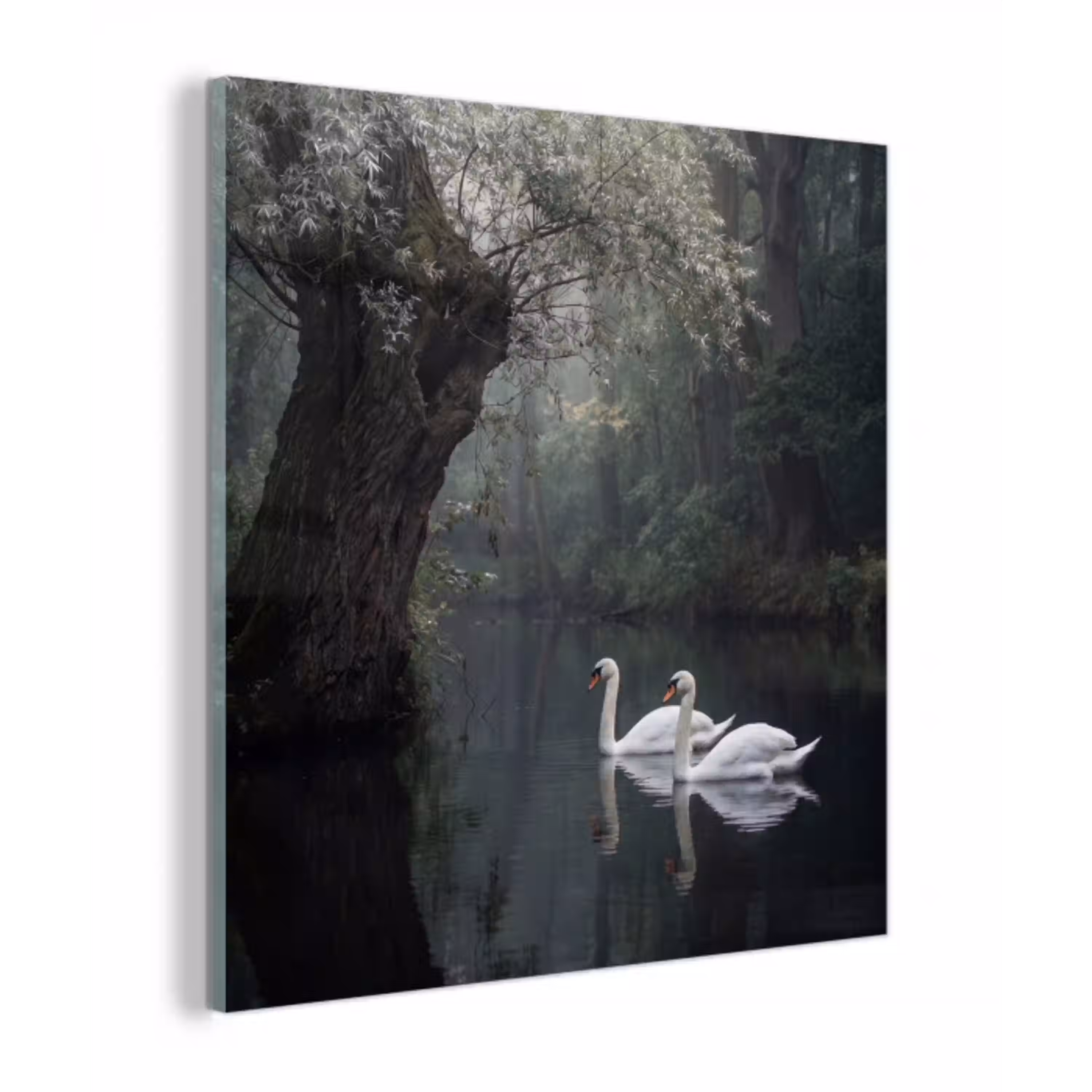 Zwanen - Rivier - Bos plexiglas 5mm klein -z3d