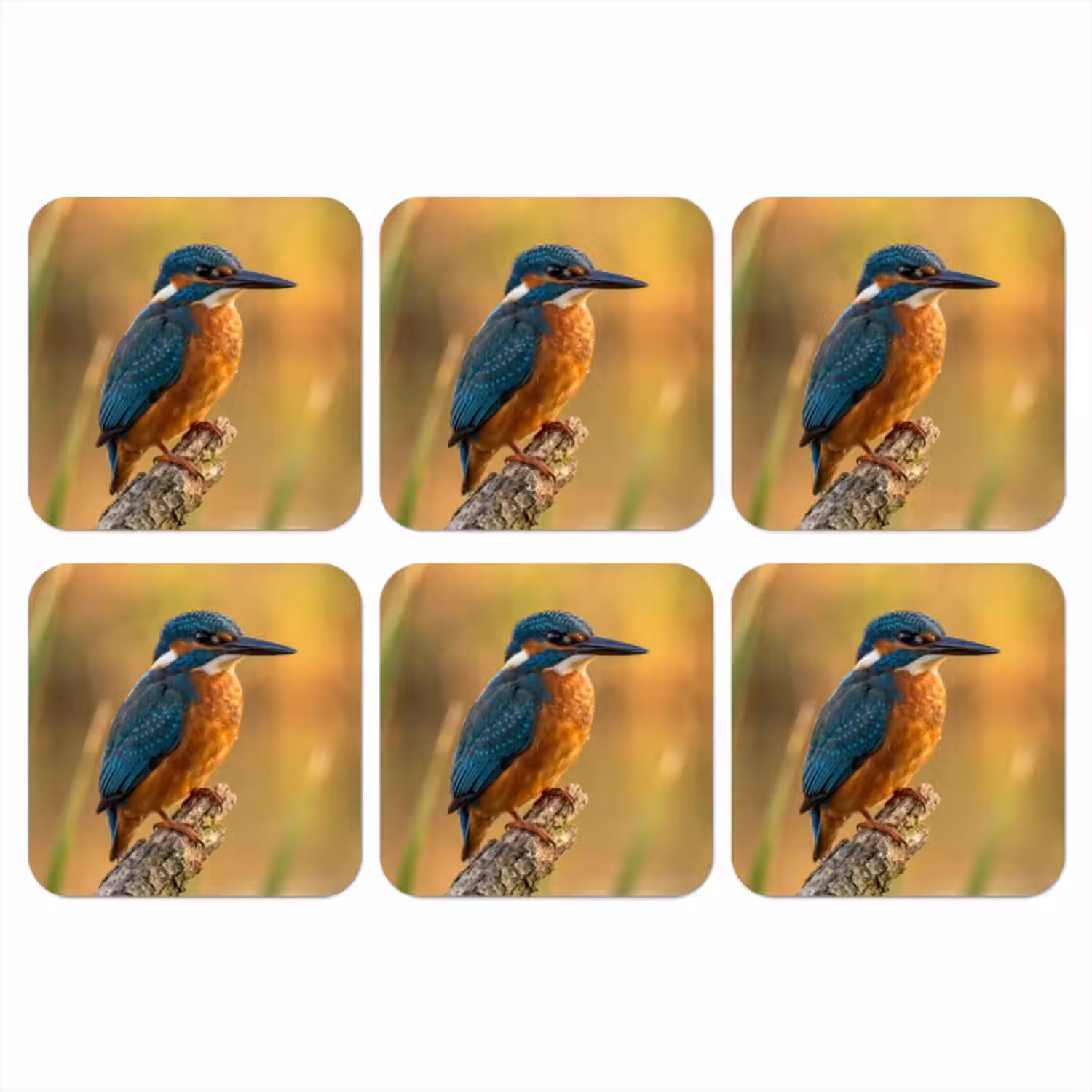 Coaster - Kingfisher - Branch - Water - Colorful - Vibrant