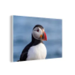 Papegaaiduiker - Portret - Natuur forex 5mm xxl -3d