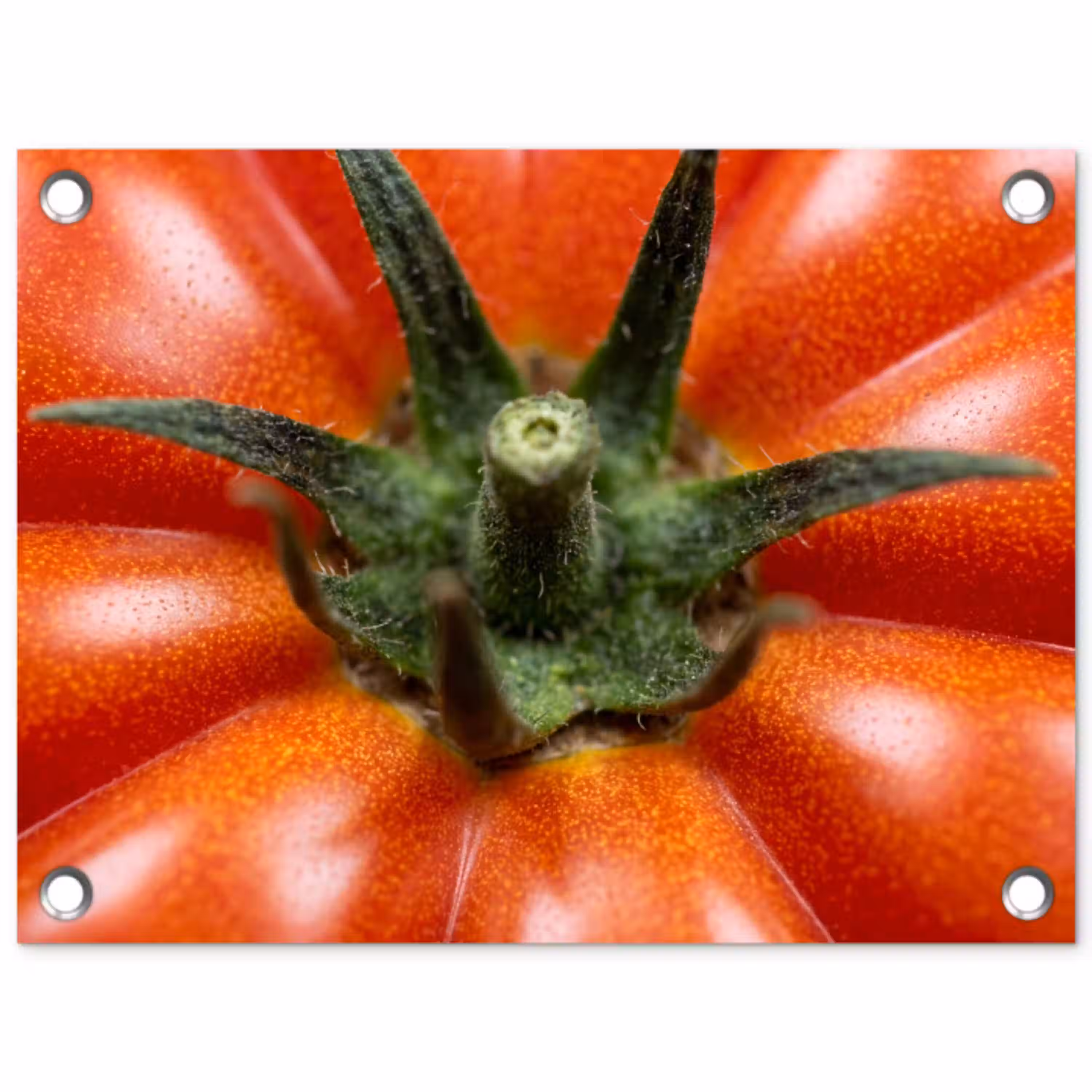 Eten - Tomaat - Rood tuinposter los doek klein -3d
