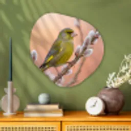 Groenling - Katjes - Lente - Natuur - Zacht Wandcirkel Organisch Aluminium middel -sfeer2