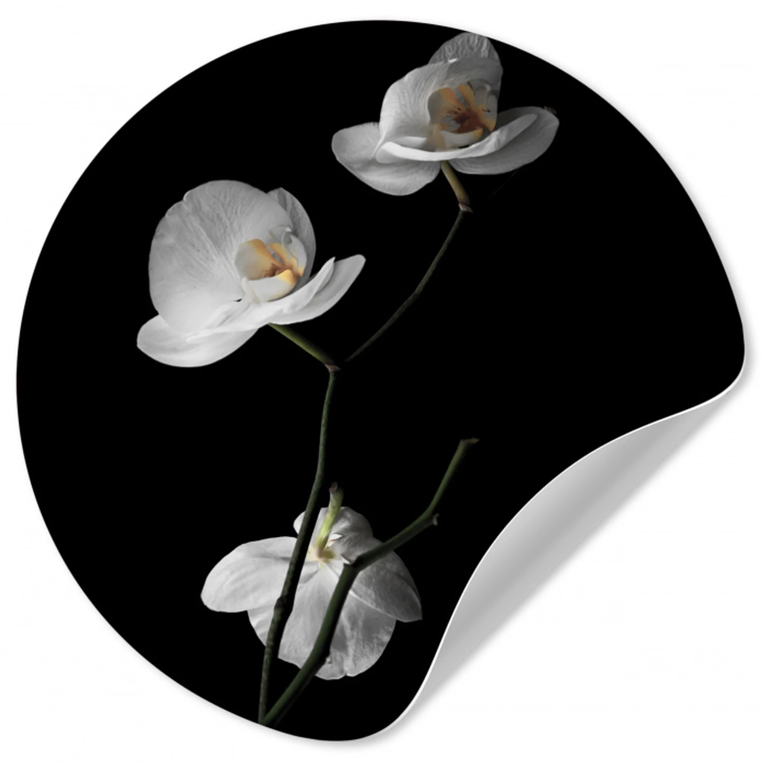 Orchidee - Bloemen - Zwart - Wit - Stilleven Wandcirkel behangsticker klein -3d