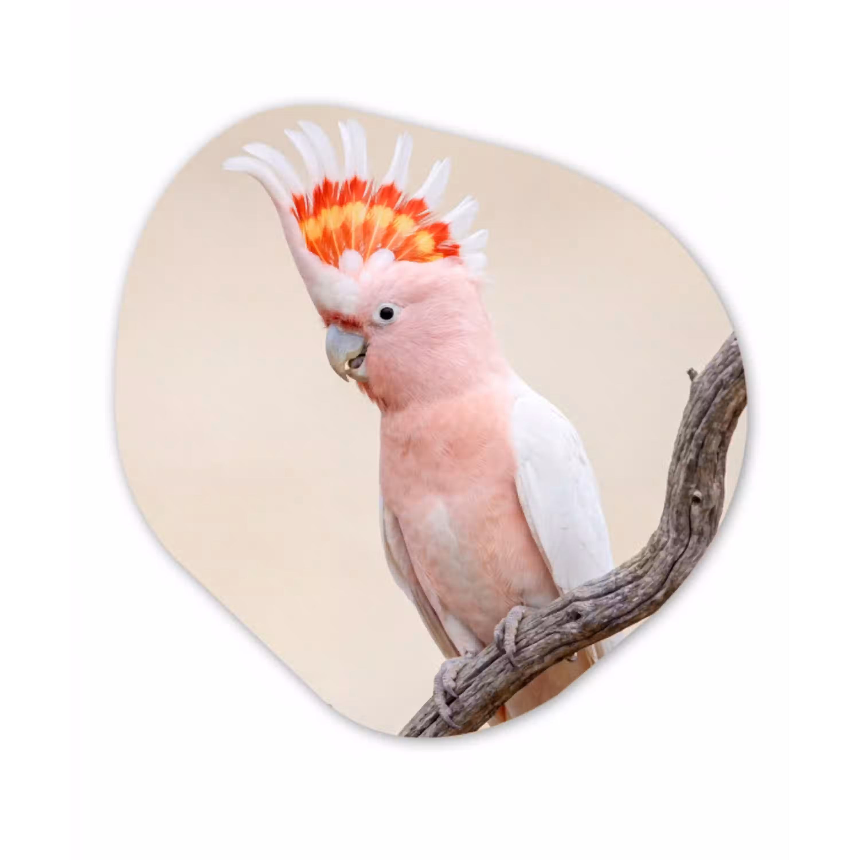 Papagaai - Tak - Roze Wandcirkel Organisch Aluminium middel -3d