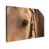 Paard - Oog - Bruin Tuinposter op houten frame 2 cm dik klein -3d