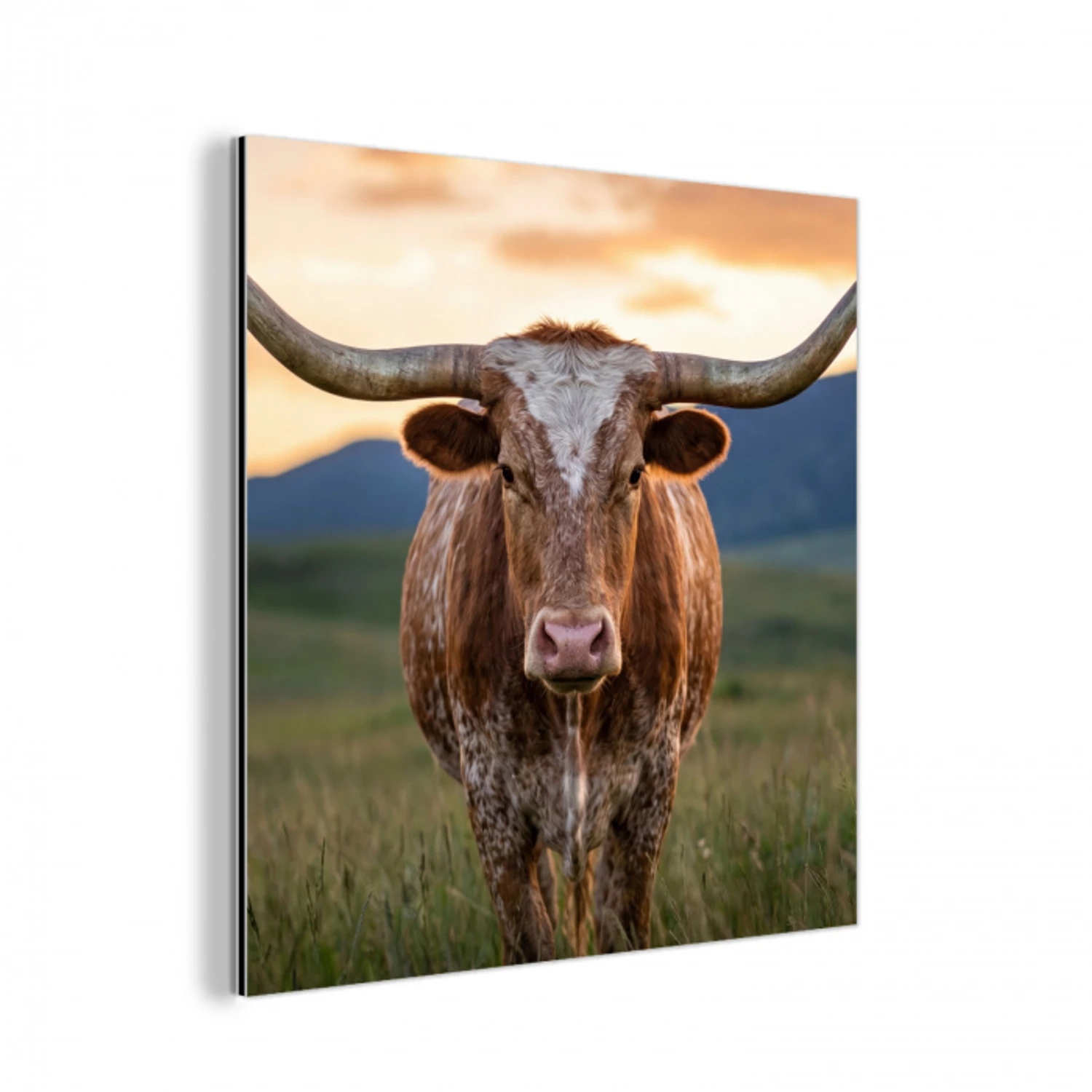 Longhorn - Landschap - Zonsondergang aluminium wit klein -3d