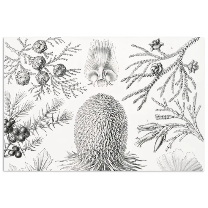 Coniferen - Ernst Haeckel - Kunst - Retro - Illustratie - Natuur poster papier klein -3d