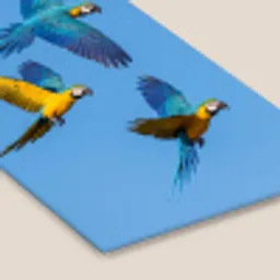 Papagaai - Vliegen - Blauw - Geel fotolijst zwart zonder passe partout klein -zsfeer6