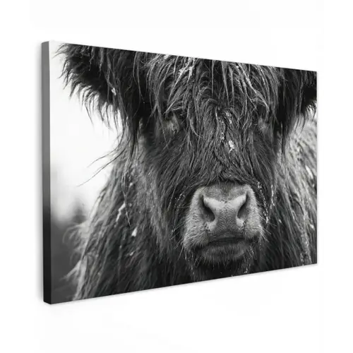 Schotse hooglander - Zwart - Wit - Sneeuwvlokken canvas 2cm klein -z3d
