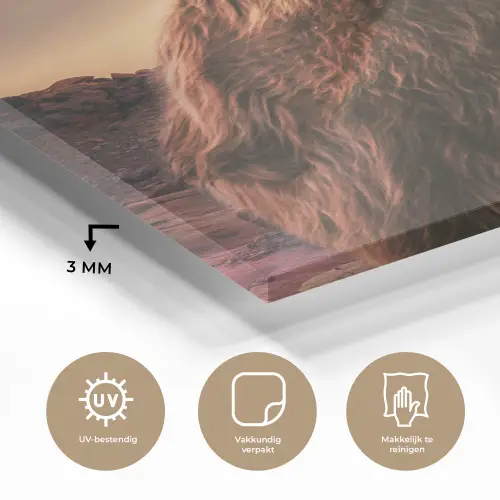 Schotse hooglander - Zon - Horizon - Koe - Dieren plexiglas 5mm klein -sfeer2