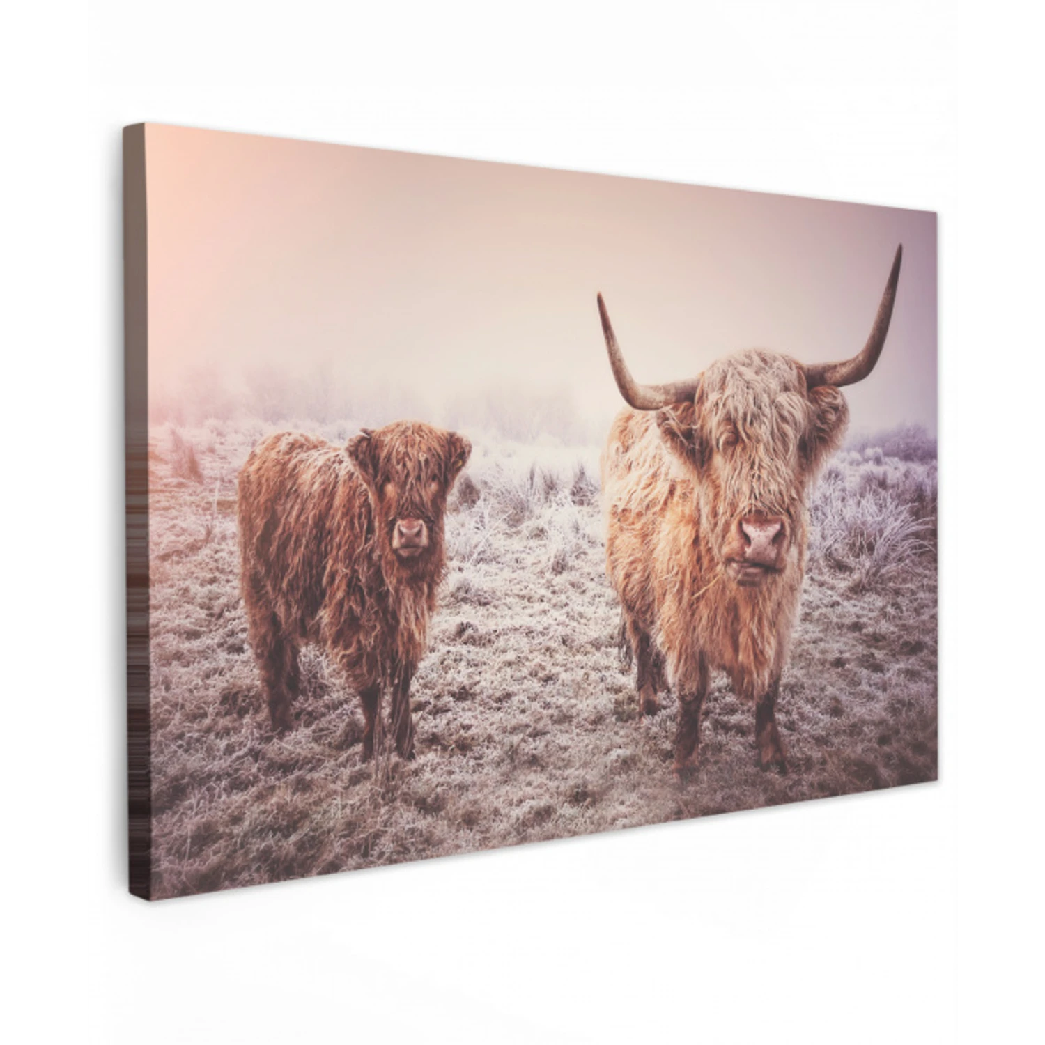 Schotse hooglanders - Licht - Lucht - Natuur canvas 2cm klein -z3d