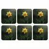 Bloem - Narcis - Gras - Geel onderzetter kurk middel -3d