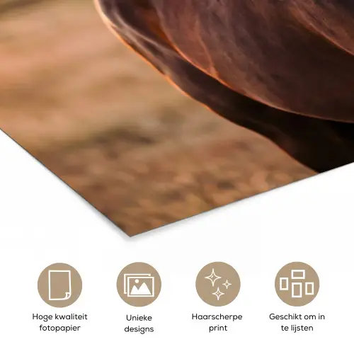 Paard - Zonsondergang - Bruin poster papier klein -closeup_NL