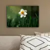 Narcis - Bloem - Wit - Grassprieten canvas 2cm klein -sfeer3