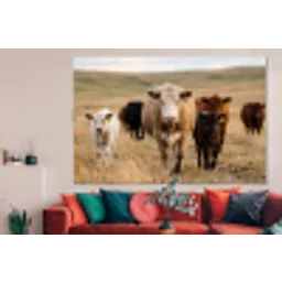 Runderen - Kudde - Landschap - Weide - Rustig forex 5mm xxl -woonkamer