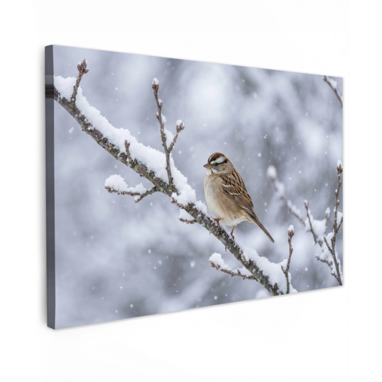 Vogel - Tak - Sneeuw - Winter canvas 2cm klein -z3d
