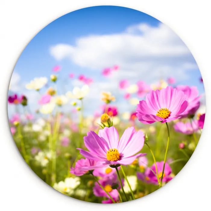 Bloemen - Wei - Paars - Gras - Wit - Wolken - Blauw Wandcirkel kunststof plaat 5mm dik klein -3d