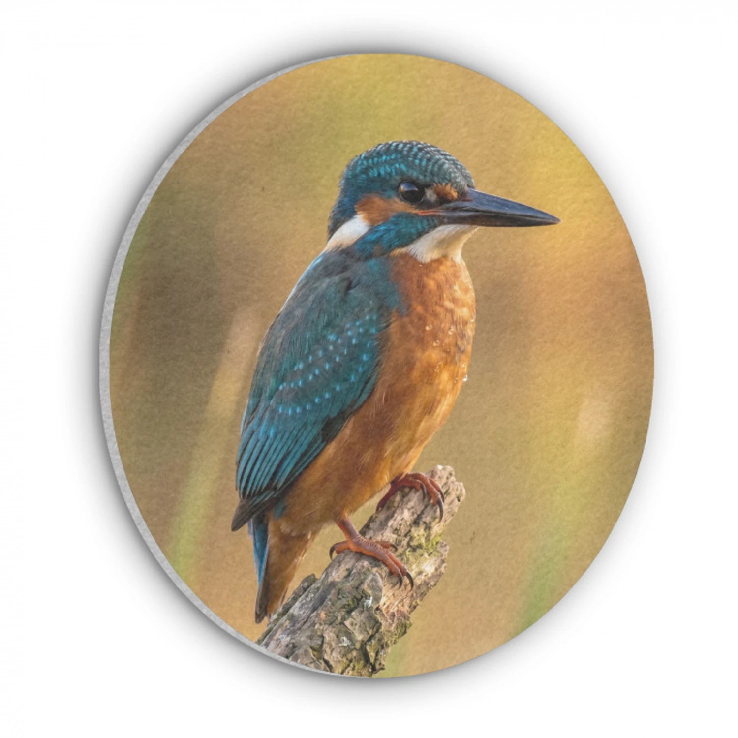 IJsvogel - Tak - Water - Kleurrijk - Levendig Akoestische PET Vilt - Rond klein -3d