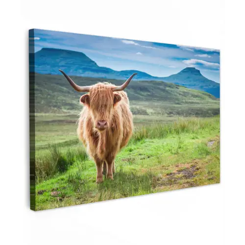 Schotse hooglander - Koe - Natuur - Berg - Gras canvas 2cm klein -z3d