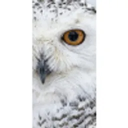 Sneeuwuil - Oog - Wildlife - Wit Behang Vlies klein -3d_website