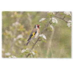 Putter - Bloesem - Lente - Natuur - Kleurrijk Deurmat klein -zkaufland3d