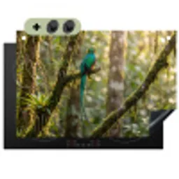 Quetzal - Jungle - Natuur - Groen Inductie beschemer met haakjes klein -3d