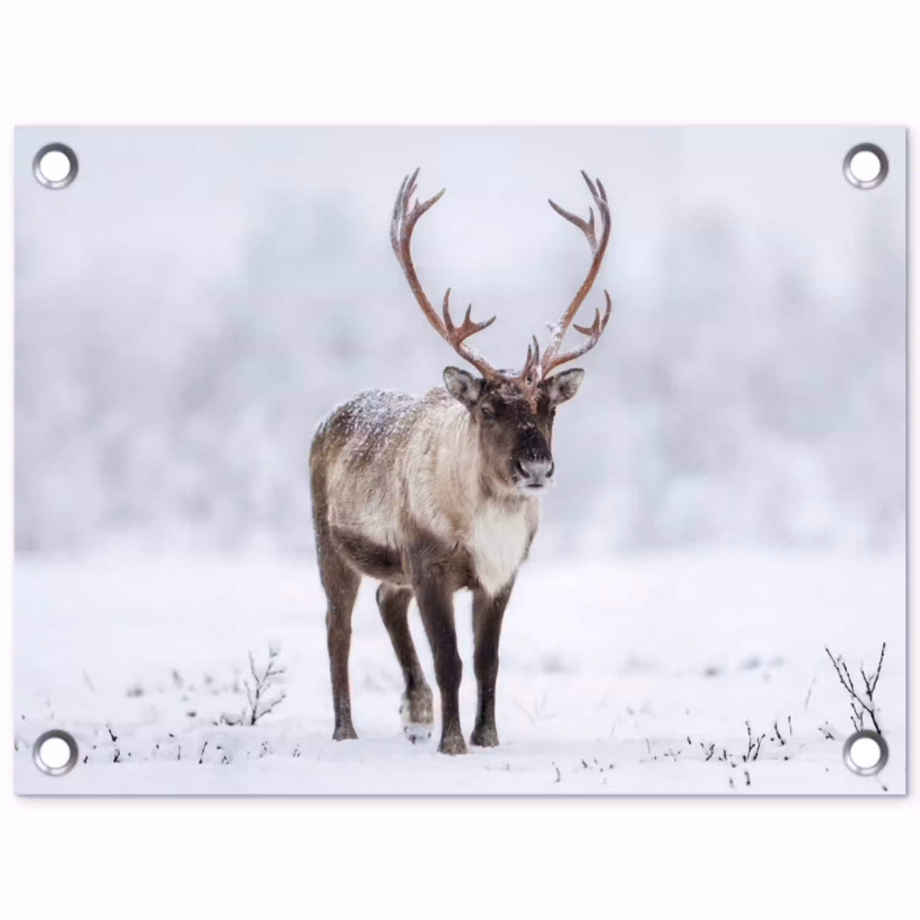 Rendier - Gewei - Toendra - Sneeuw - Wild tuinposter los doek klein -3d