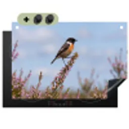 Roodborsttapuit - Heide - Paars - Natuur - Sfeervol Inductie beschemer met haakjes klein -3d