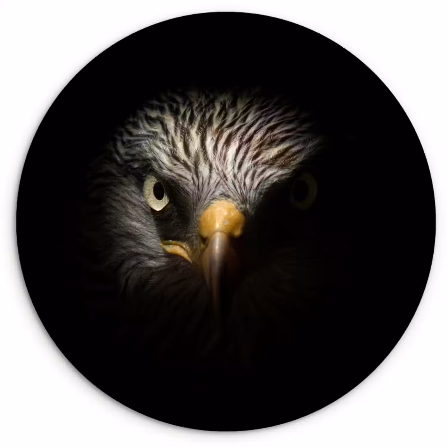 Muurcirkel - Vogel - Adelaar - Roofvogels - Oog - Snavel - Licht