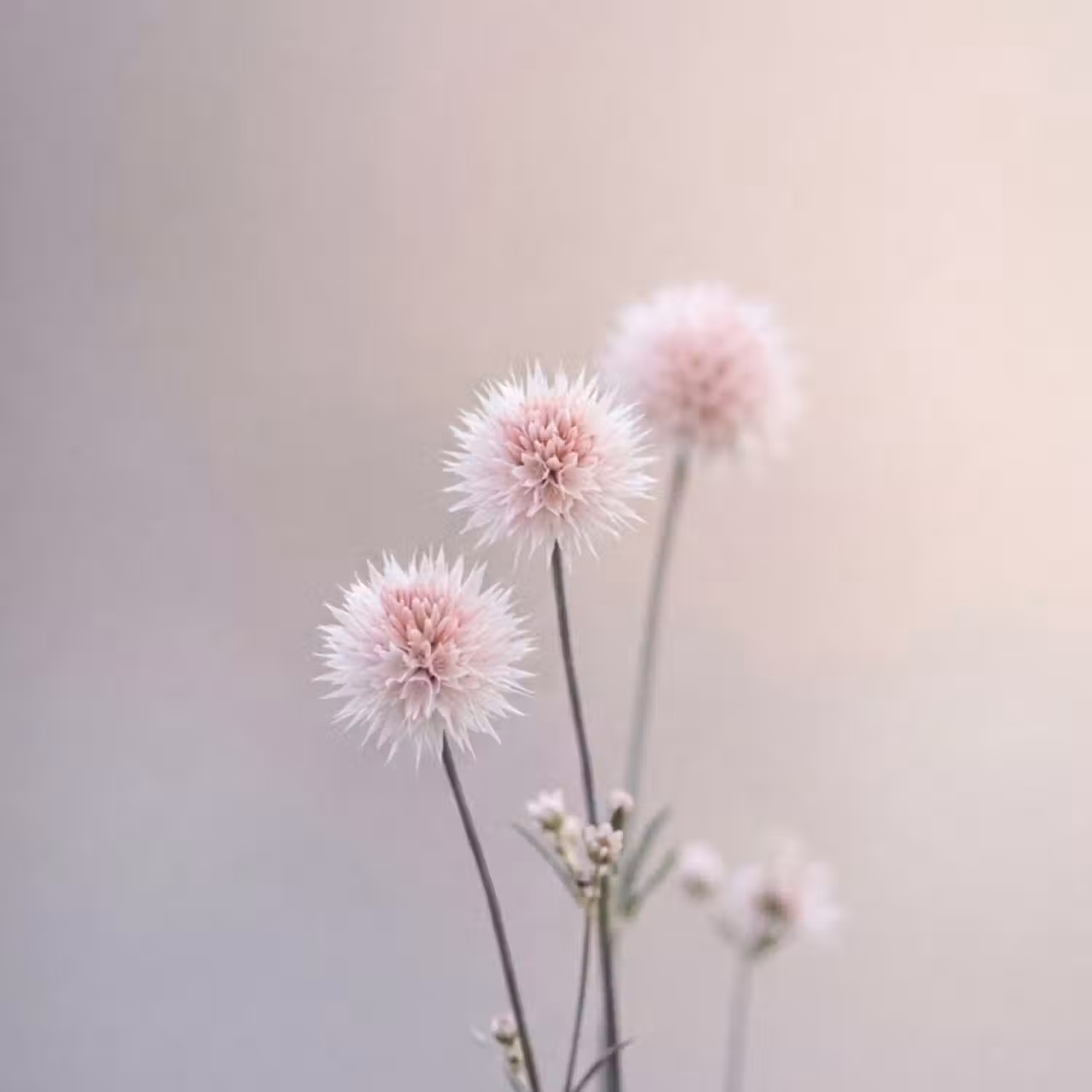 Tapete - Blumen - Zwiebeln - Rosa