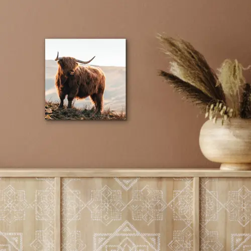 Schotse hooglander - Dieren - Landelijk - Landschap - Koe - Natuur aluminium wit klein -sfeer4