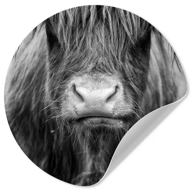 Schotse hooglander - Koe - Zwart - Wit - Dieren Wandcirkel behangsticker klein -3d