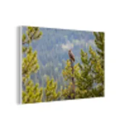 Uil - Oehoe - Bomen - Natuur forex 5mm xxl -3d
