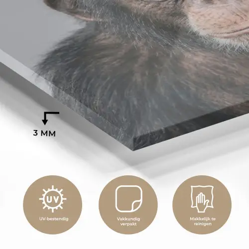 Chimpansee - Badeend - Grijs plexiglas 5mm klein -sfeer2