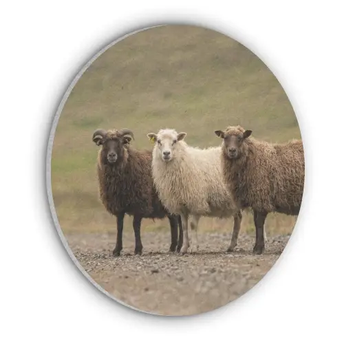 Schapen - Bruin - Wit - Grindpad Akoestische PET Vilt - Rond klein -3d