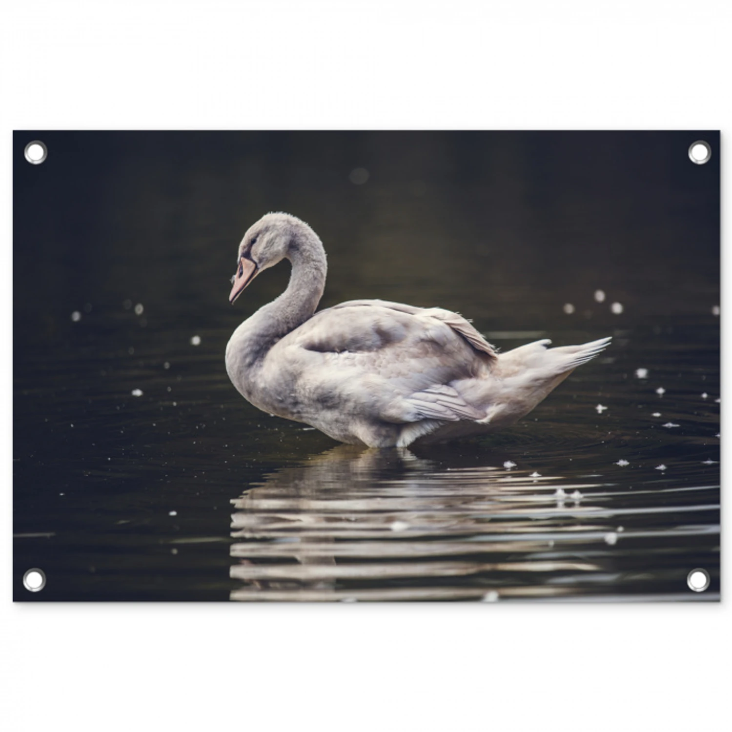 Vogel - Zwaan - Water tuinposter los doek klein -3d