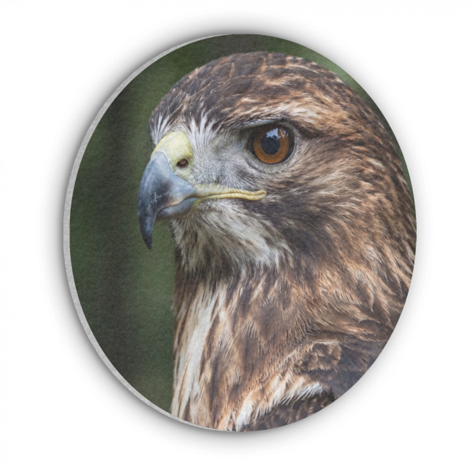 Buizerd - Roofvogel - Natuur - Bruin Akoestische PET Vilt - Rond klein -3d