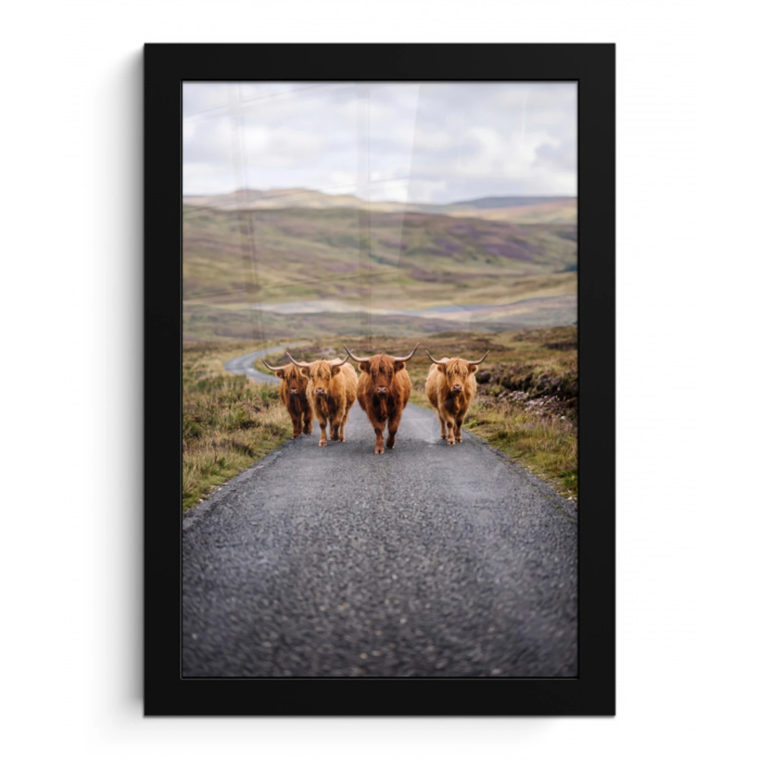 Schotse Hooglanders - Weg - Landschap - Kudde fotolijst zwart zonder passe partout klein -3d