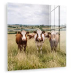 Koeien - Portret - Weide - Boerderij - Nieuwsgierig plexiglas 5mm klein -zzzproduct_nieuw