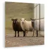 Schapen - Bruin - Wit - Grindpad plexiglas 5mm klein -zzzproduct_nieuw