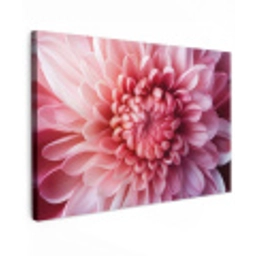 Dahlia - Bloem - Close up - Roze Tuinposter op houten frame 2 cm dik klein -3d