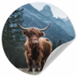 Schotse hooglander - Berg - Landschap - Bomen - Koe - Natuur Wandcirkel behangsticker klein -3d