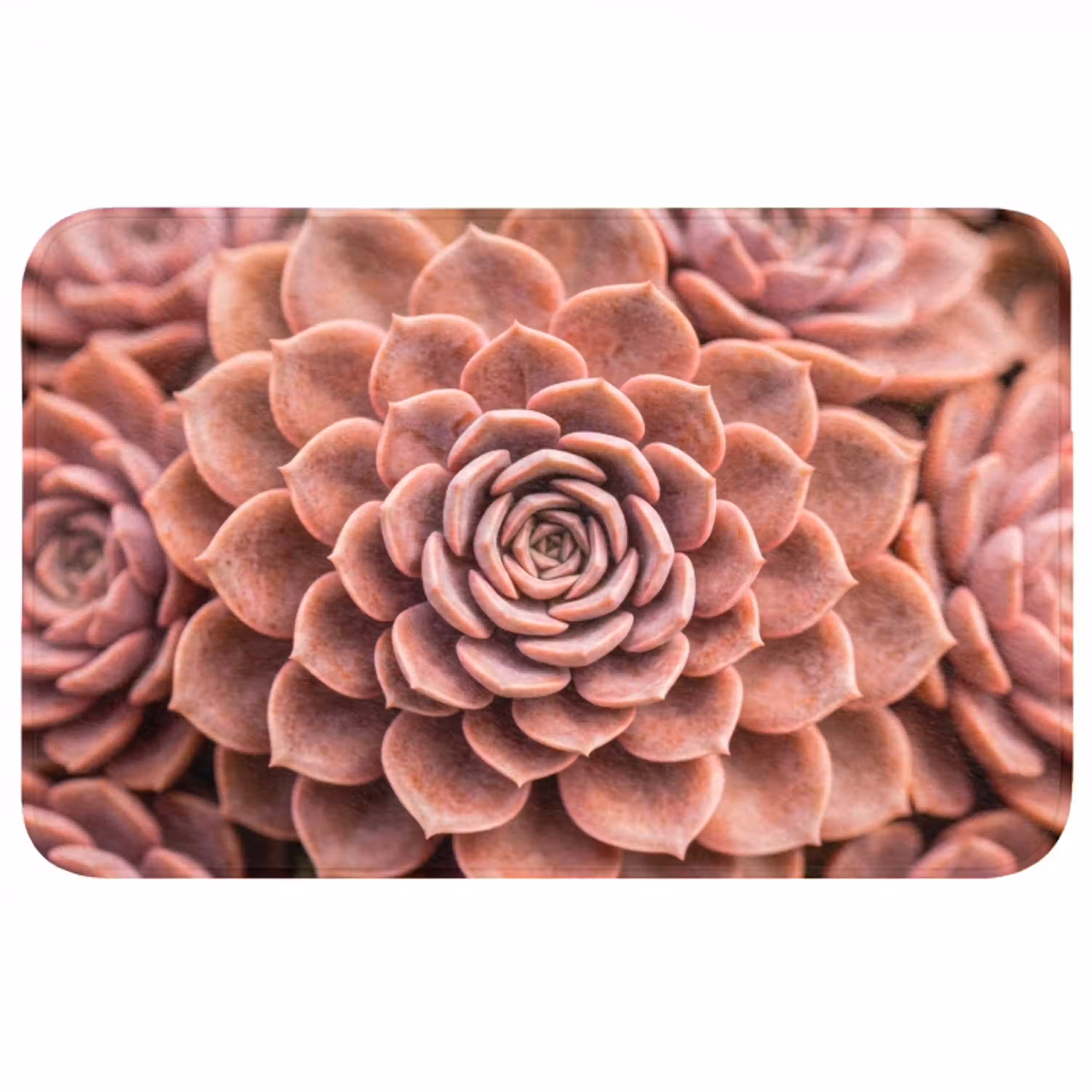 Vetplant - Organisch - Roze Badmat middel -3d