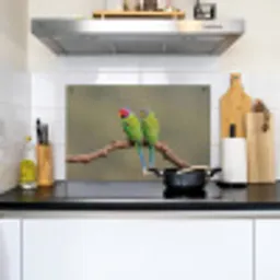 Papagaai - Tak - Natuur - Kleurrijk Inductie beschemer met haakjes klein -sfeer2